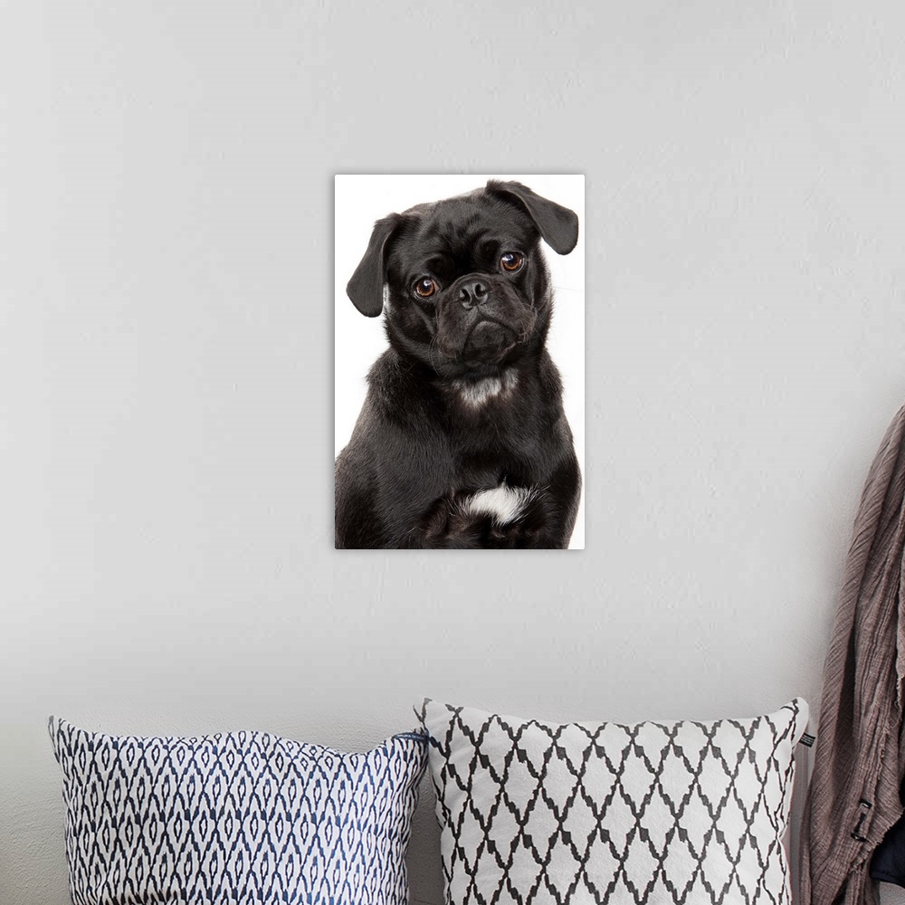 A bohemian room featuring Black pug looking forward on a white background in studio