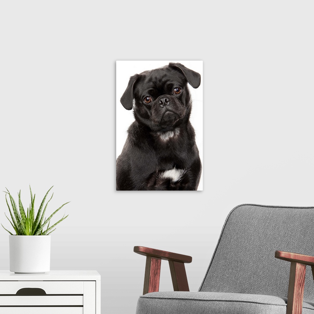 A modern room featuring Black pug looking forward on a white background in studio