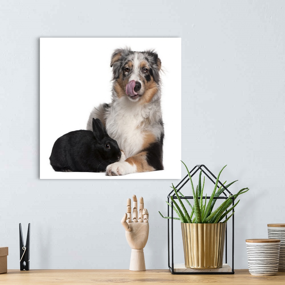 A bohemian room featuring Rabbit (1 year old) lying next to an Australian Shepherd (5 months old)
