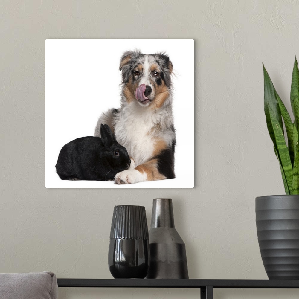 A modern room featuring Rabbit (1 year old) lying next to an Australian Shepherd (5 months old)