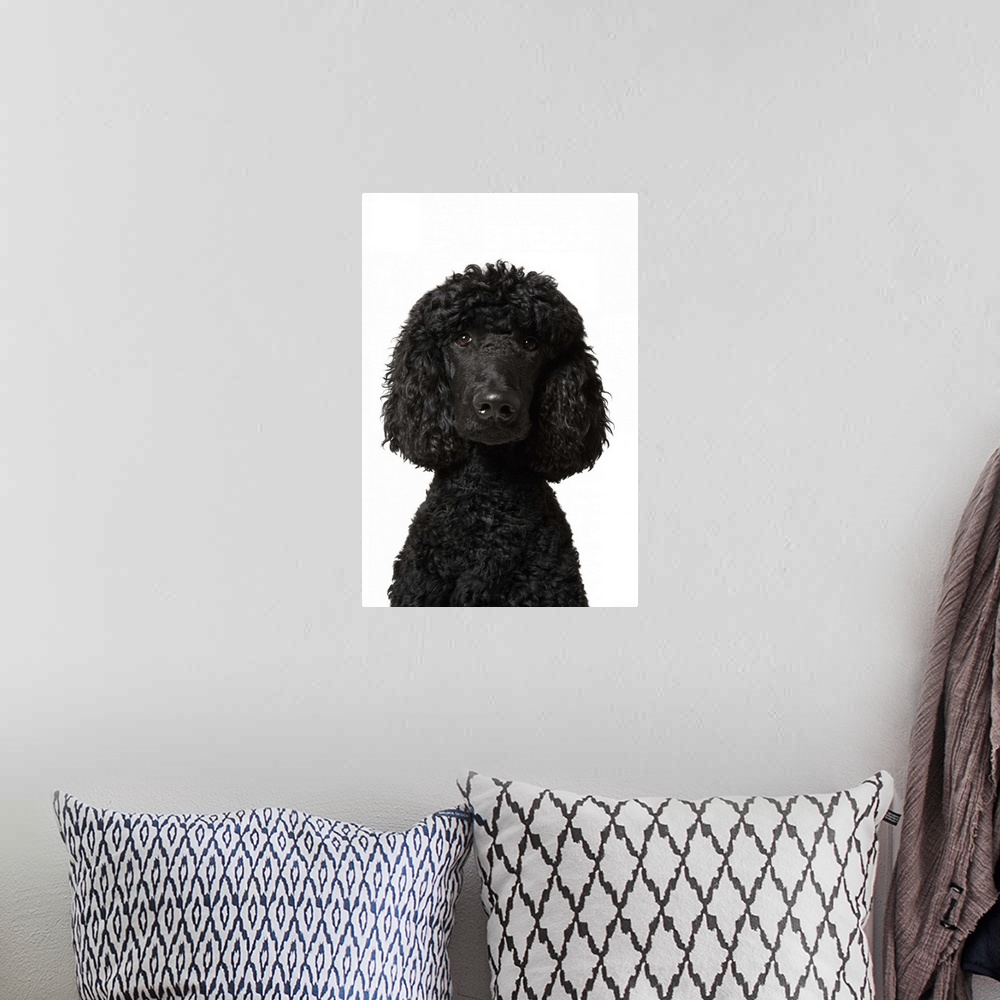 A bohemian room featuring Black Standard Poodle on white background.