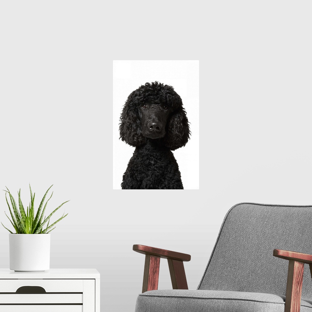 A modern room featuring Black Standard Poodle on white background.