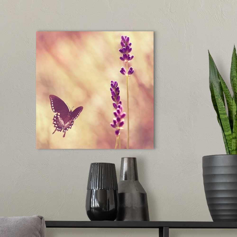 A modern room featuring Black swallowtail butterfly flying towards lavender.