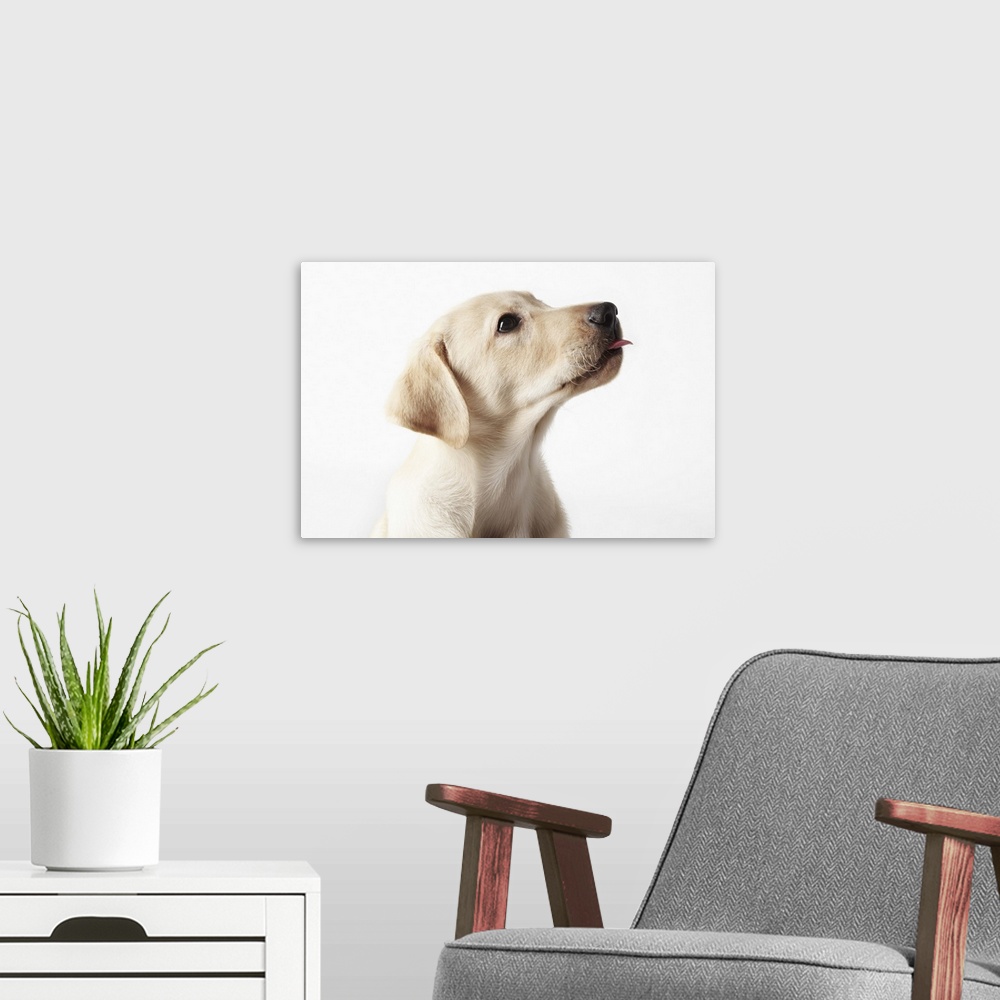A modern room featuring Blond Labrador puppy sticking out tongue