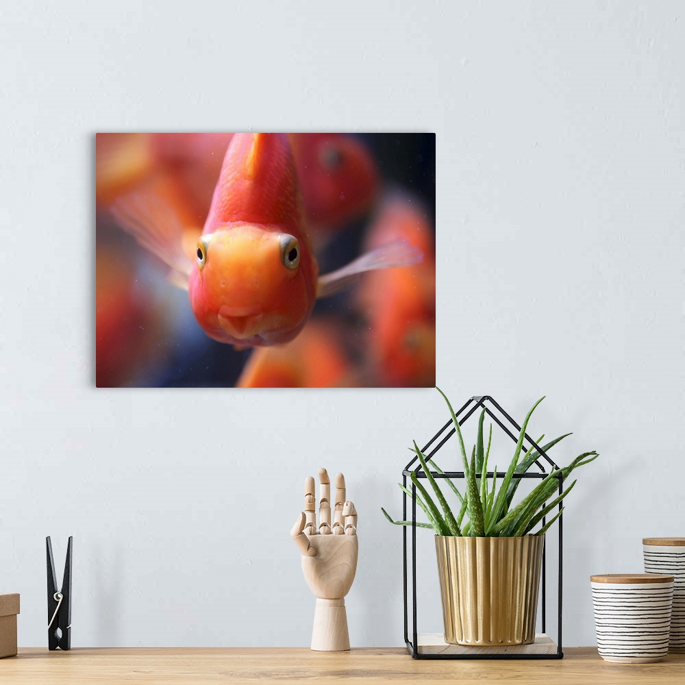 A bohemian room featuring Close-up of blood parrot cichlid fish.