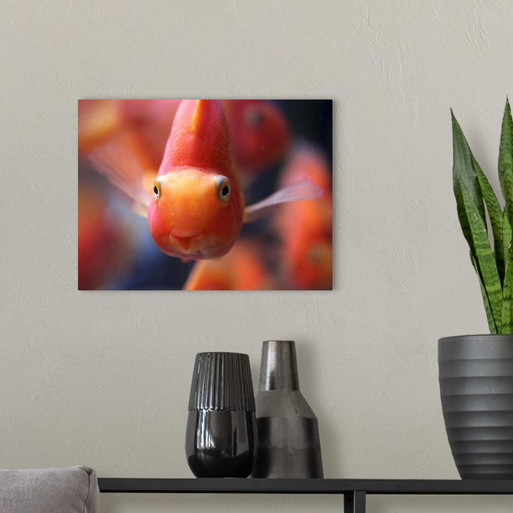 A modern room featuring Close-up of blood parrot cichlid fish.