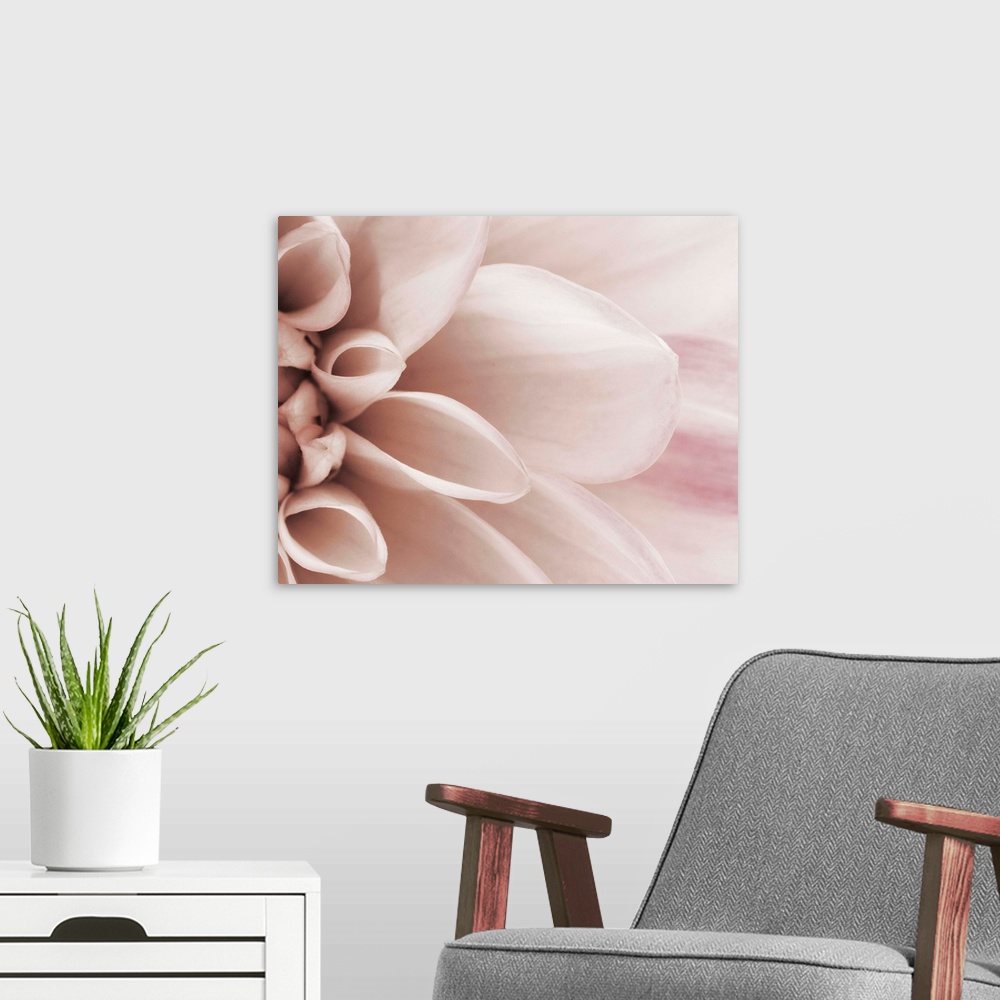 A modern room featuring Blooming Dahlia Flower
