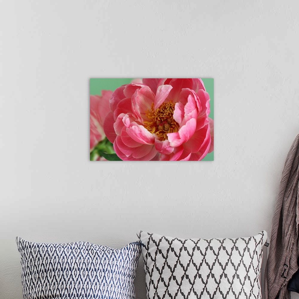 A bohemian room featuring Blooming pink peony with tight crop and green background.