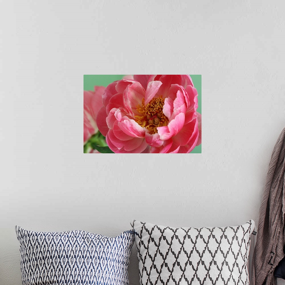 A bohemian room featuring Blooming pink peony with tight crop and green background.