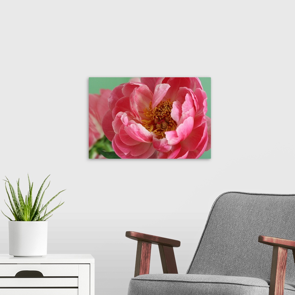 A modern room featuring Blooming pink peony with tight crop and green background.