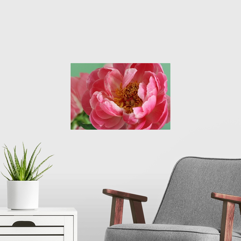 A modern room featuring Blooming pink peony with tight crop and green background.