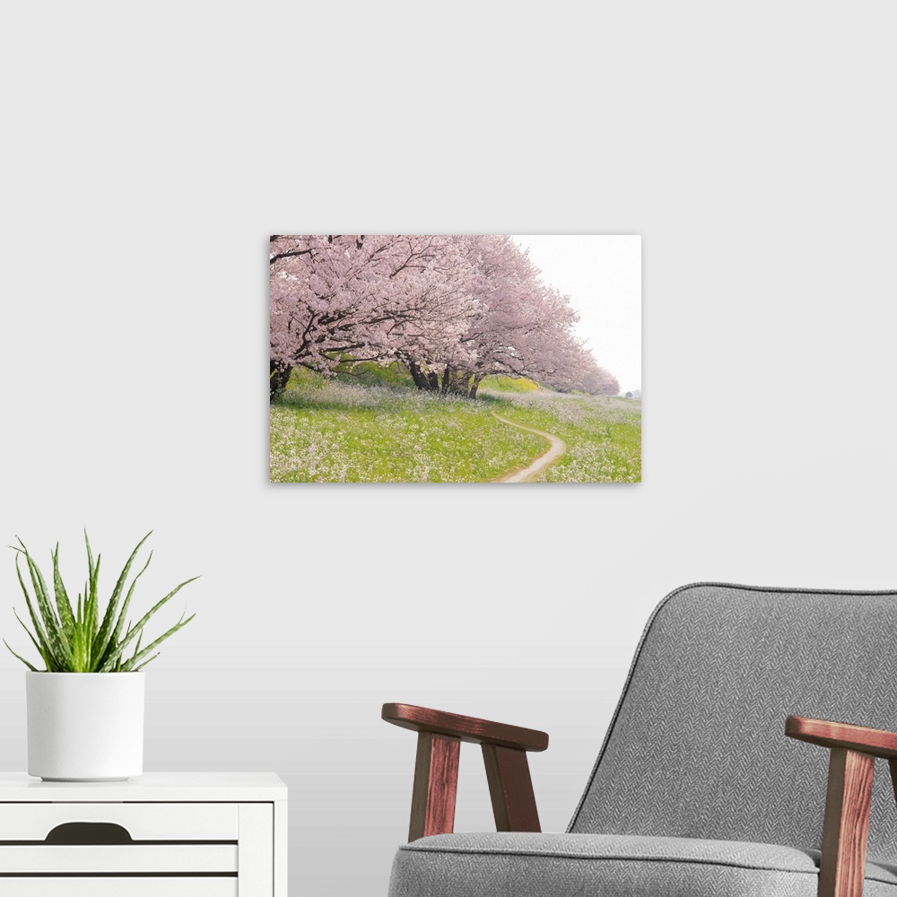 A modern room featuring Blossoming Yoshino cherry trees in a field of flowers, Ota Ward, Tokyo Prefecture, Japan