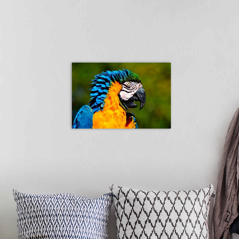 A bohemian room featuring Vogel Bird Papagei Parrot Ara Gelbbrustara Colors macaw 'blue and gold macaw.