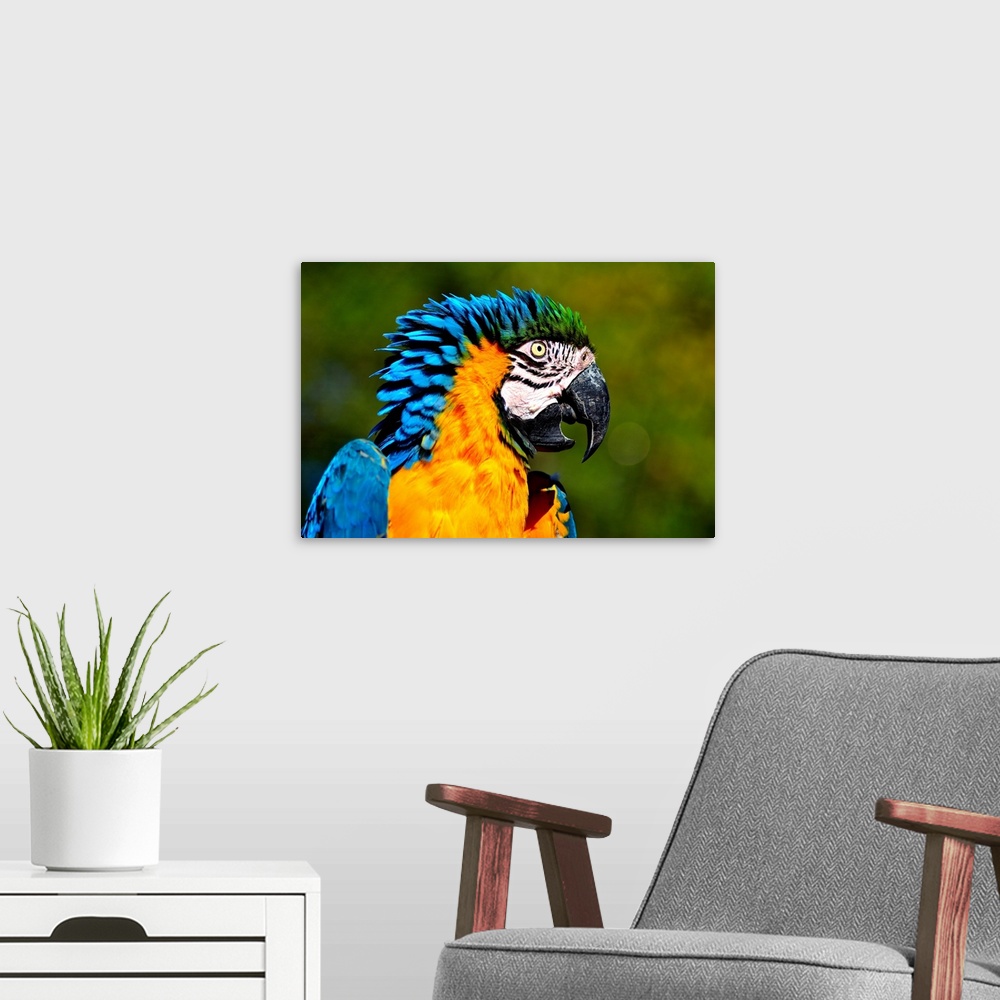 A modern room featuring Vogel Bird Papagei Parrot Ara Gelbbrustara Colors macaw 'blue and gold macaw.