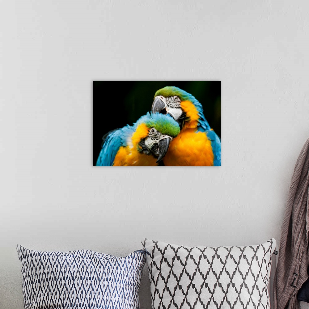 A bohemian room featuring Blue-And-Gold Macaws At Zoo Ave Park