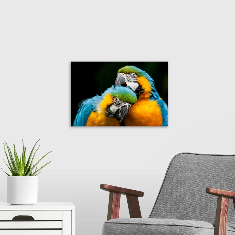 A modern room featuring Blue-And-Gold Macaws At Zoo Ave Park