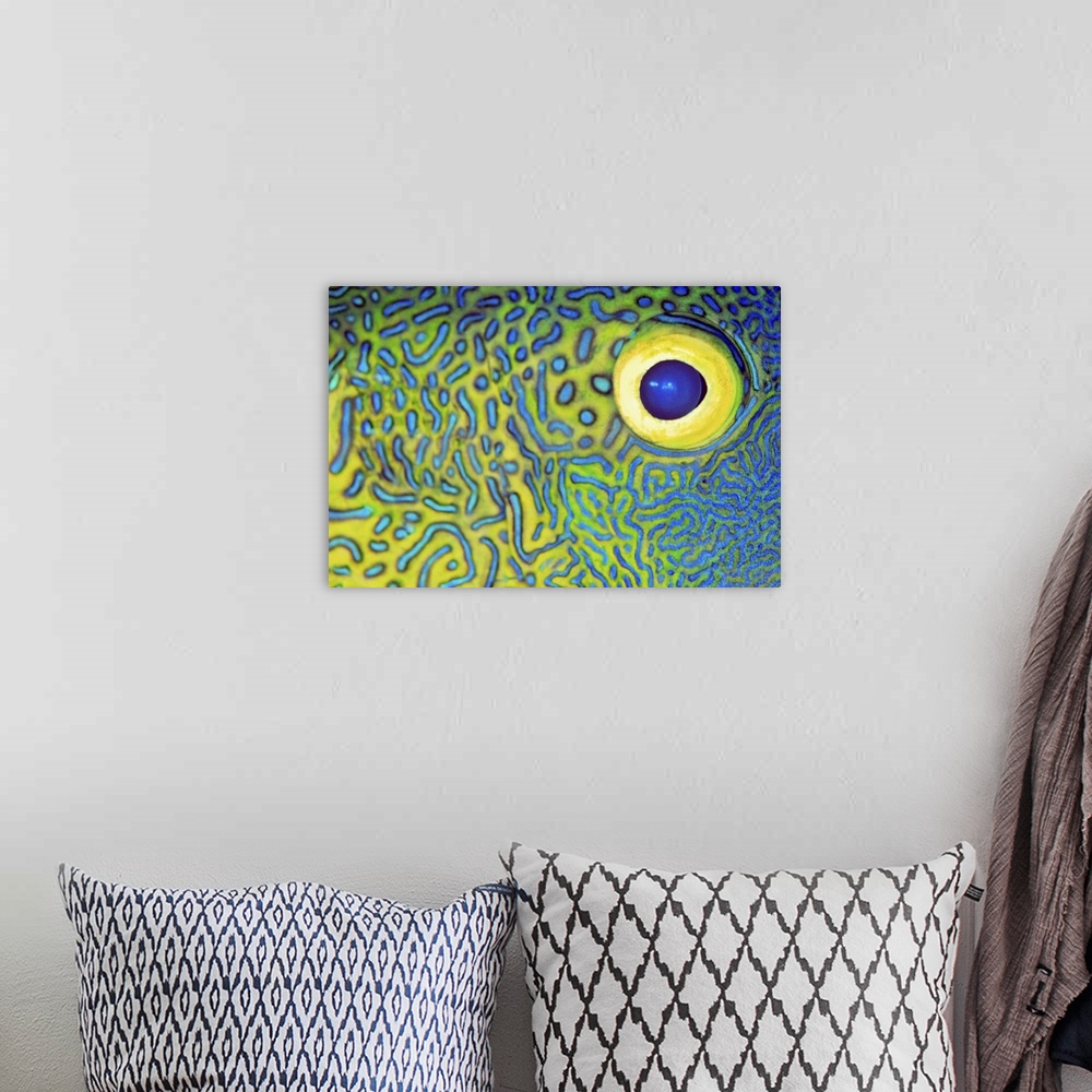A bohemian room featuring Blue And Yellow Triggerfish Eye
