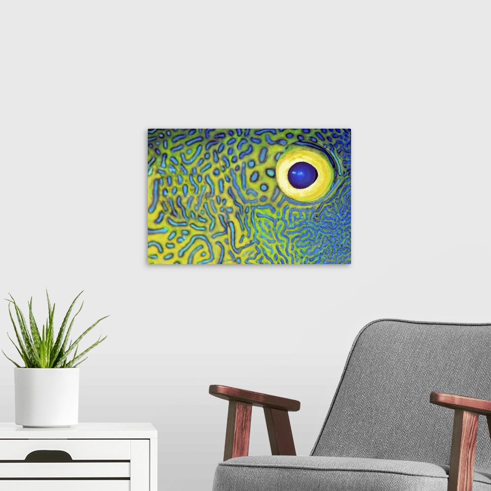 A modern room featuring Blue And Yellow Triggerfish Eye