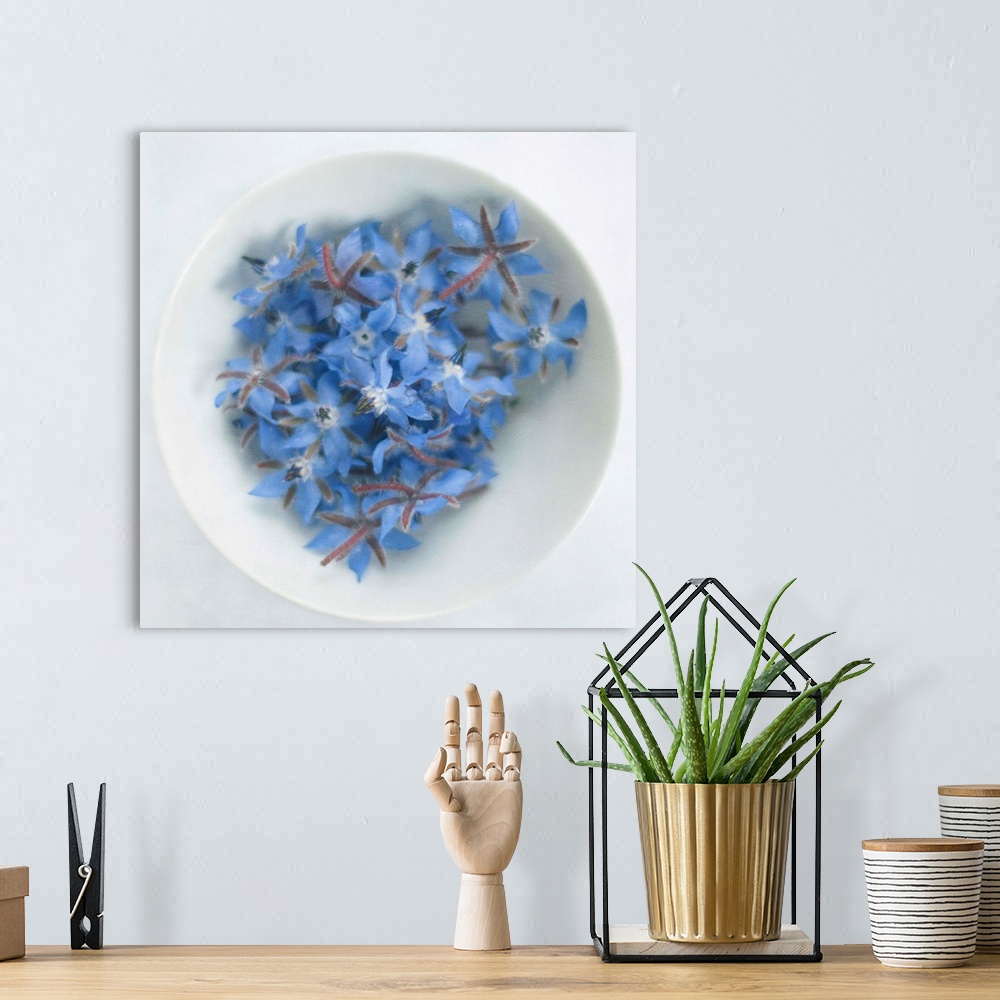 A bohemian room featuring Blue borage (borago officinalis) flowers in white bowl.