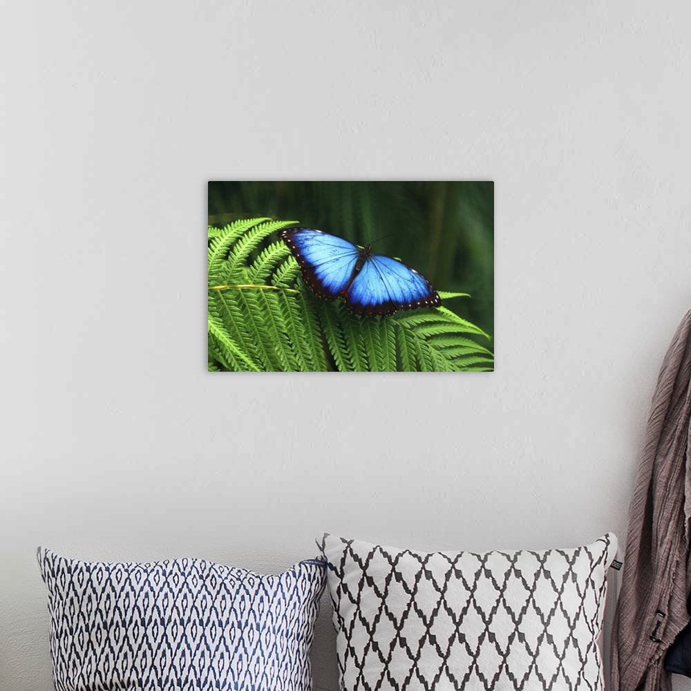 A bohemian room featuring Horizontal photograph of a bright blue butterfly with open wings, resting on the leaf of a fern, ...
