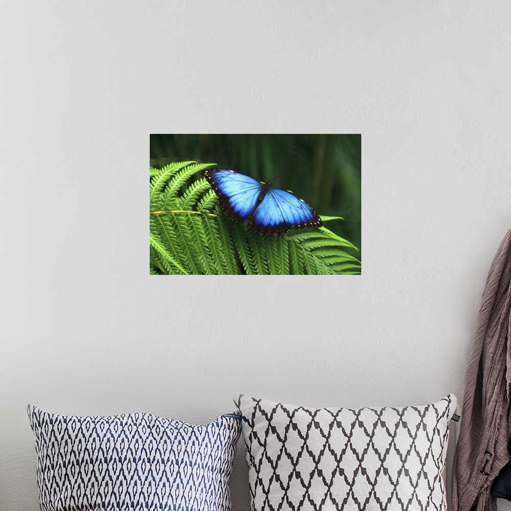 A bohemian room featuring Horizontal photograph of a bright blue butterfly with open wings, resting on the leaf of a fern, ...