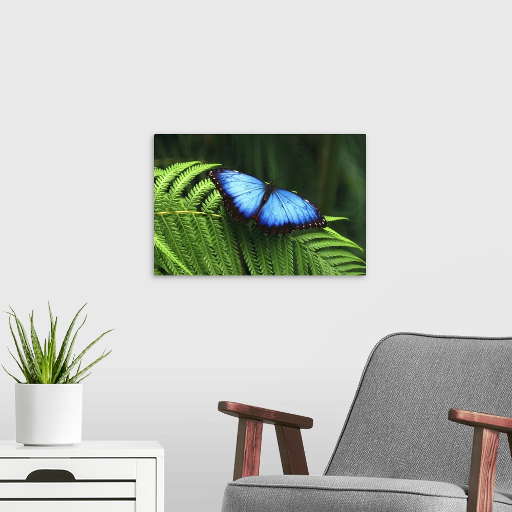 A modern room featuring Horizontal photograph of a bright blue butterfly with open wings, resting on the leaf of a fern, ...