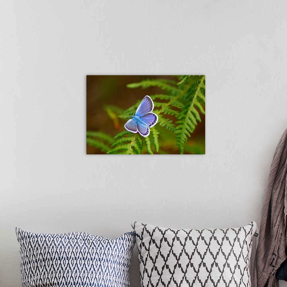 A bohemian room featuring Blue butterfly on fern