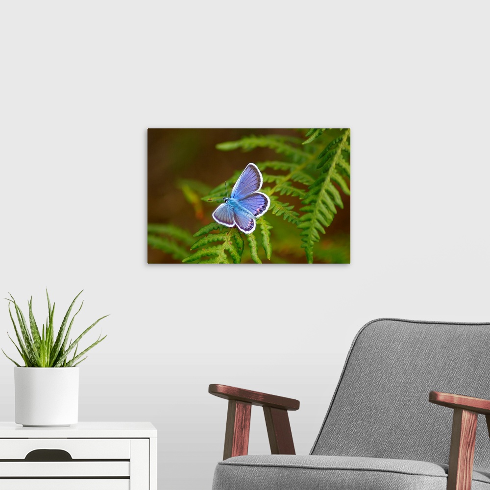 A modern room featuring Blue butterfly on fern