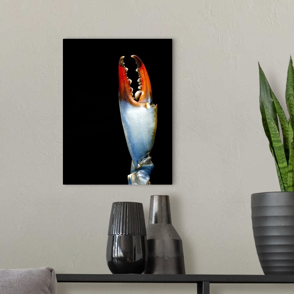 A modern room featuring Blue crab claw, detail