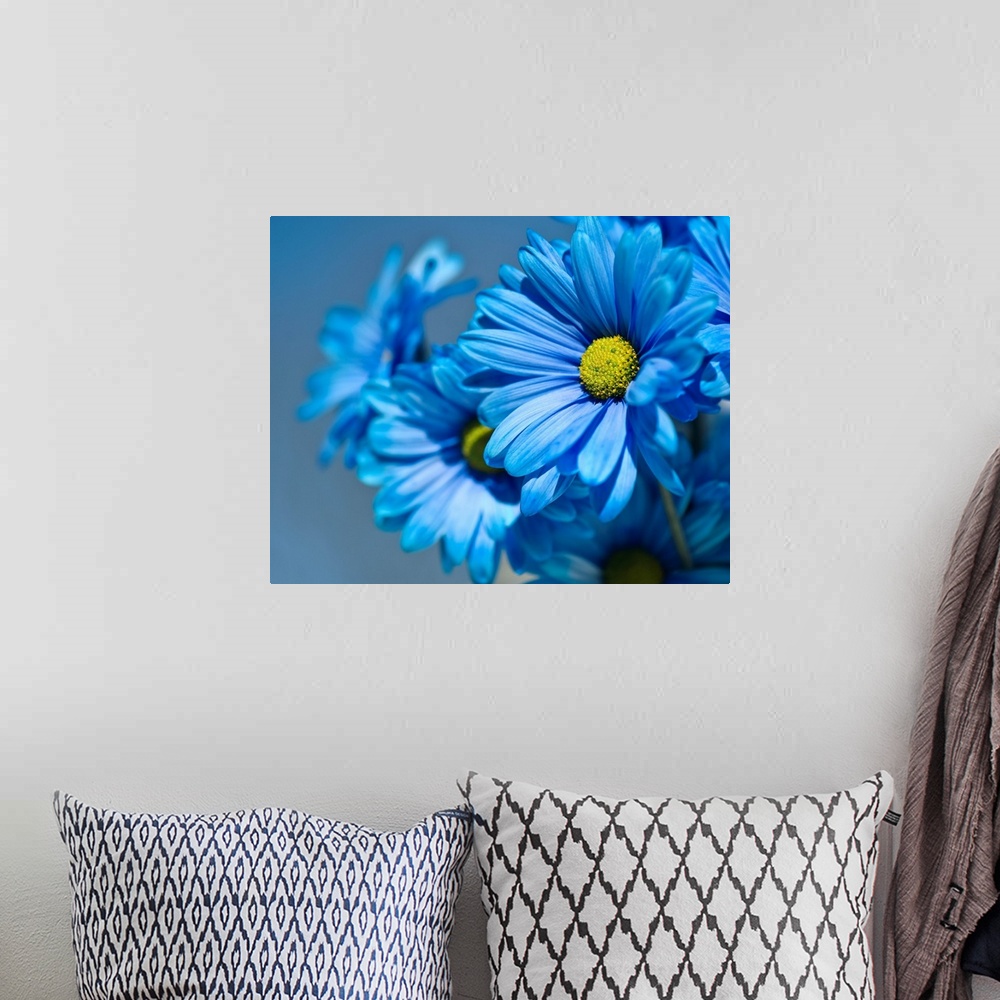 A bohemian room featuring Blue daisies flowers.