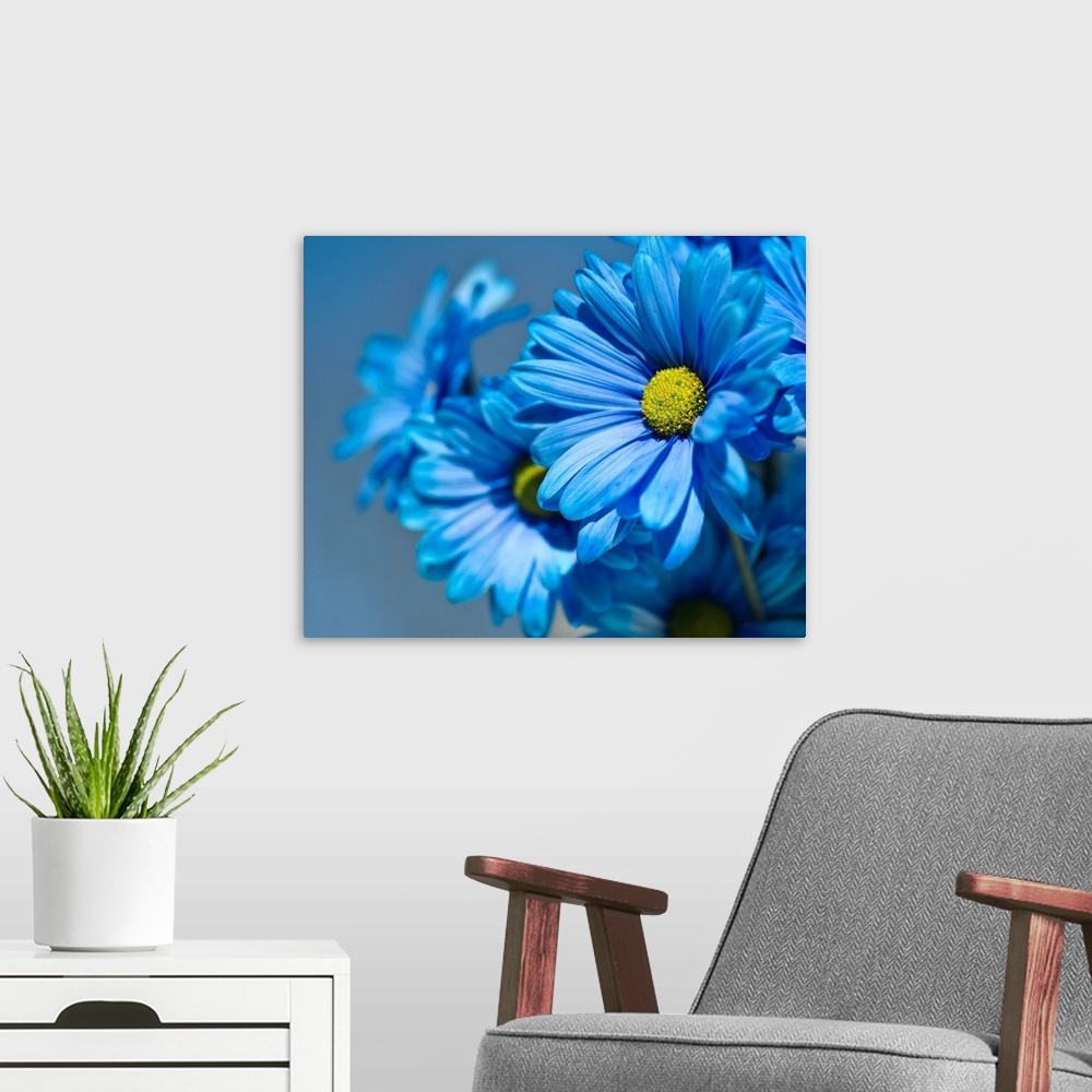 A modern room featuring Blue daisies flowers.