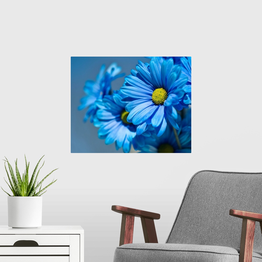 A modern room featuring Blue daisies flowers.