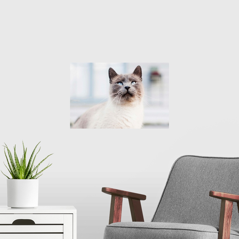 A modern room featuring Blue eyed Siamese cat looking up.