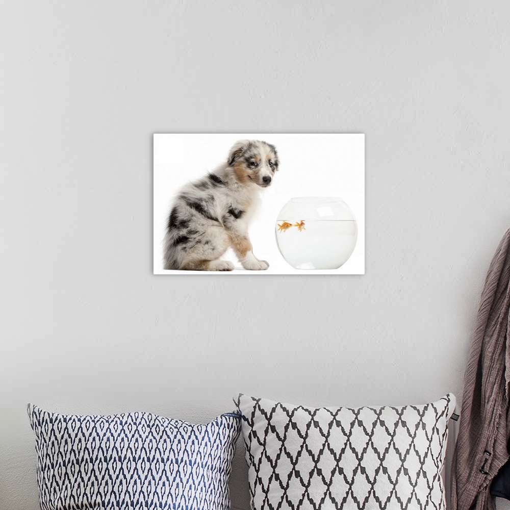 A bohemian room featuring Blue Merle Australian Shepherd puppy looking at camera and sitting in front of Goldfish swimming ...
