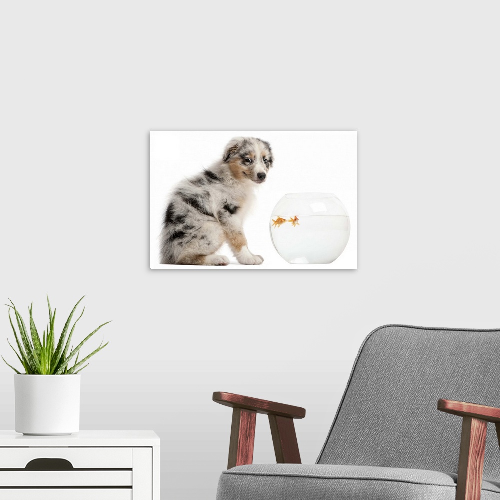 A modern room featuring Blue Merle Australian Shepherd puppy looking at camera and sitting in front of Goldfish swimming ...