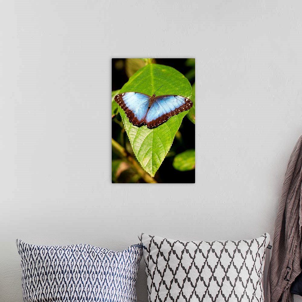 A bohemian room featuring Costa Rica, El Castillo, Macro view of wings of Peleides Blue Morpho Butterfly (Morpho peleides) ...