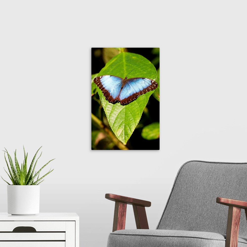 A modern room featuring Costa Rica, El Castillo, Macro view of wings of Peleides Blue Morpho Butterfly (Morpho peleides) ...