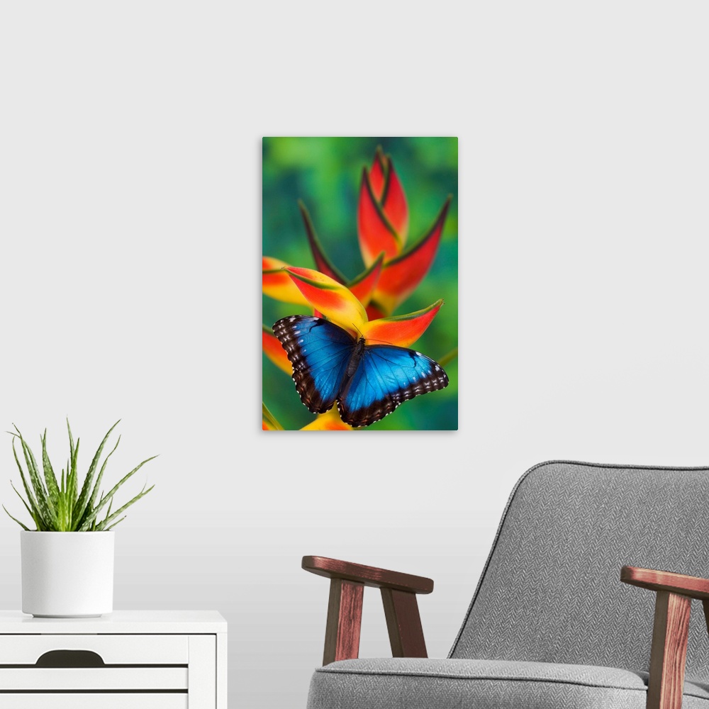 A modern room featuring This butterfly is found from Mexico through northern South America. It is a large butterfly with ...