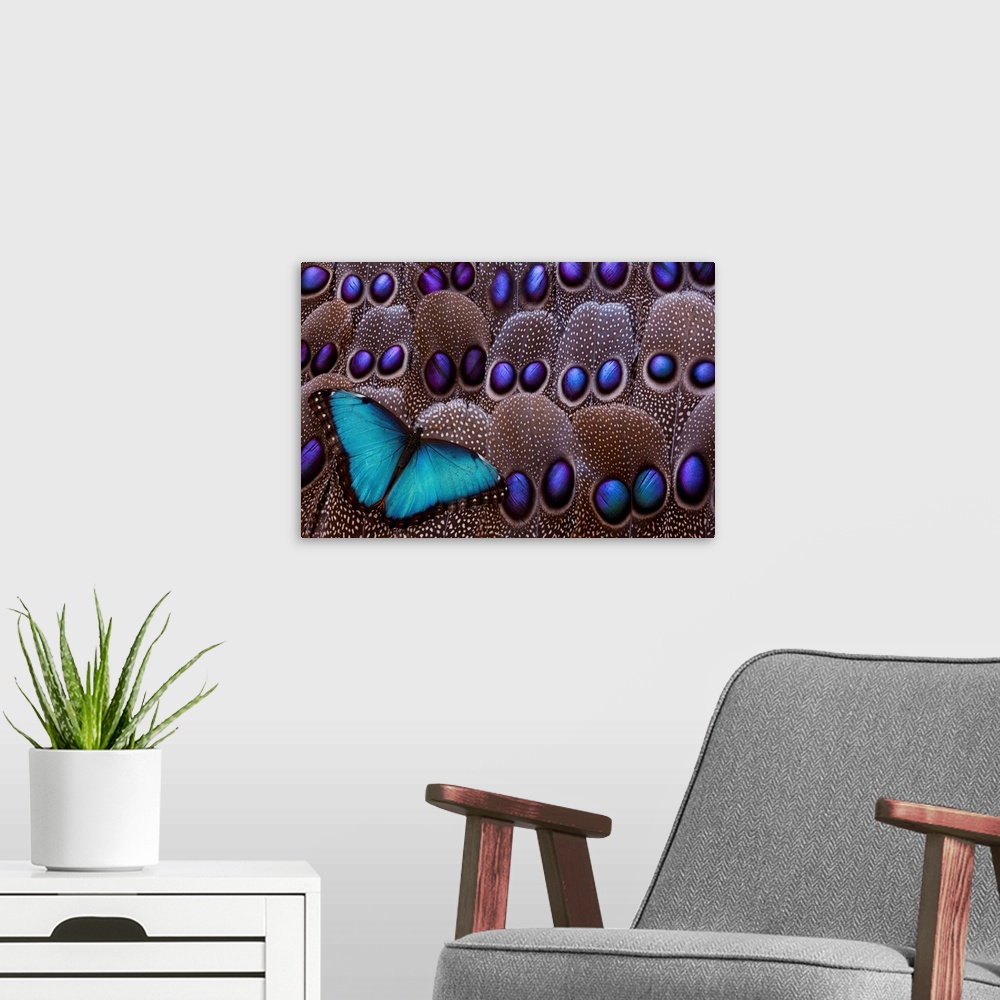 A modern room featuring Blue Morpho resting on tail feather design of the Grey's Peacock Pheasant, photography Sammamish, WA