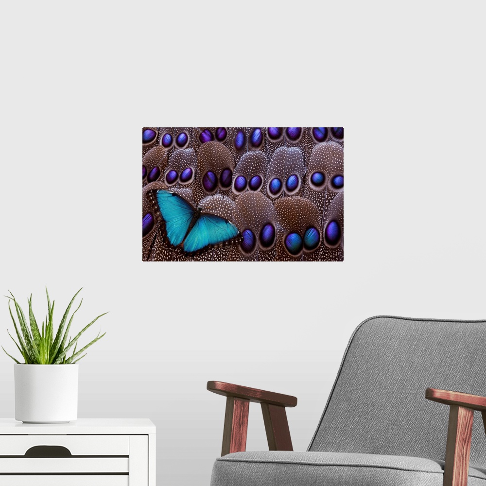 A modern room featuring Blue Morpho resting on tail feather design of the Grey's Peacock Pheasant, photography Sammamish, WA