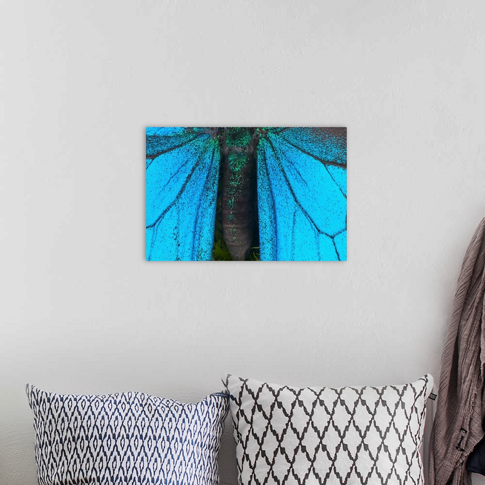 A bohemian room featuring Blue mountain swallowtail (Papilio ulysses) wings and abdomen, detail