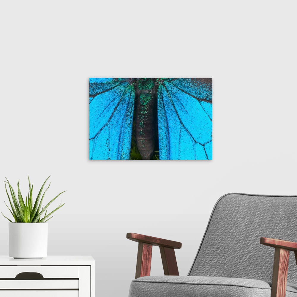 A modern room featuring Blue mountain swallowtail (Papilio ulysses) wings and abdomen, detail