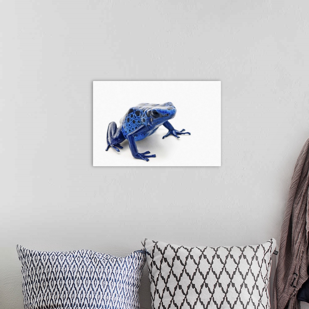 A bohemian room featuring Blue Poison Dart Frog (Dendrobates Tinctorius)