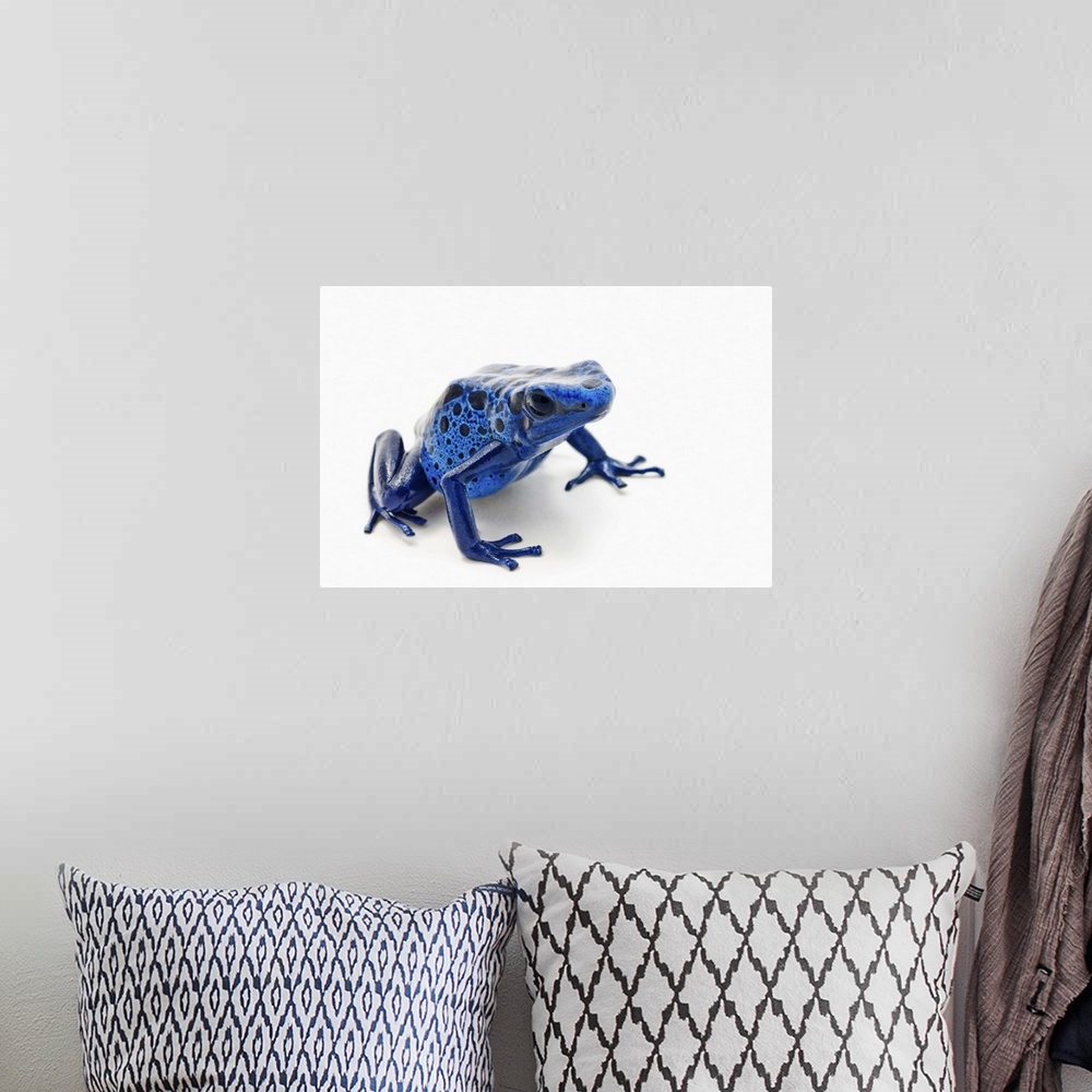 A bohemian room featuring Blue Poison Dart Frog (Dendrobates Tinctorius)
