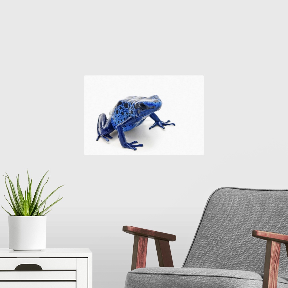 A modern room featuring Blue Poison Dart Frog (Dendrobates Tinctorius)