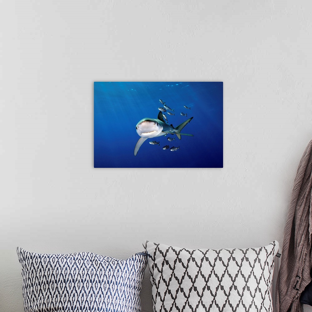 A bohemian room featuring Blue shark (Prionace glauca) with Pilot fish off Faial Island in Azores.