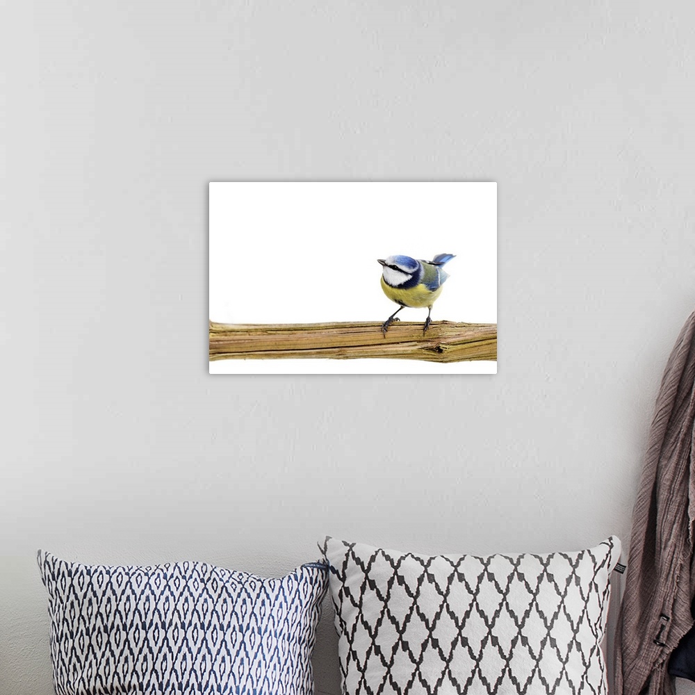 A bohemian room featuring Blue tit bird perching on branch looking upwards against white background.