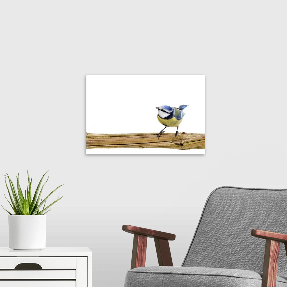 A modern room featuring Blue tit bird perching on branch looking upwards against white background.