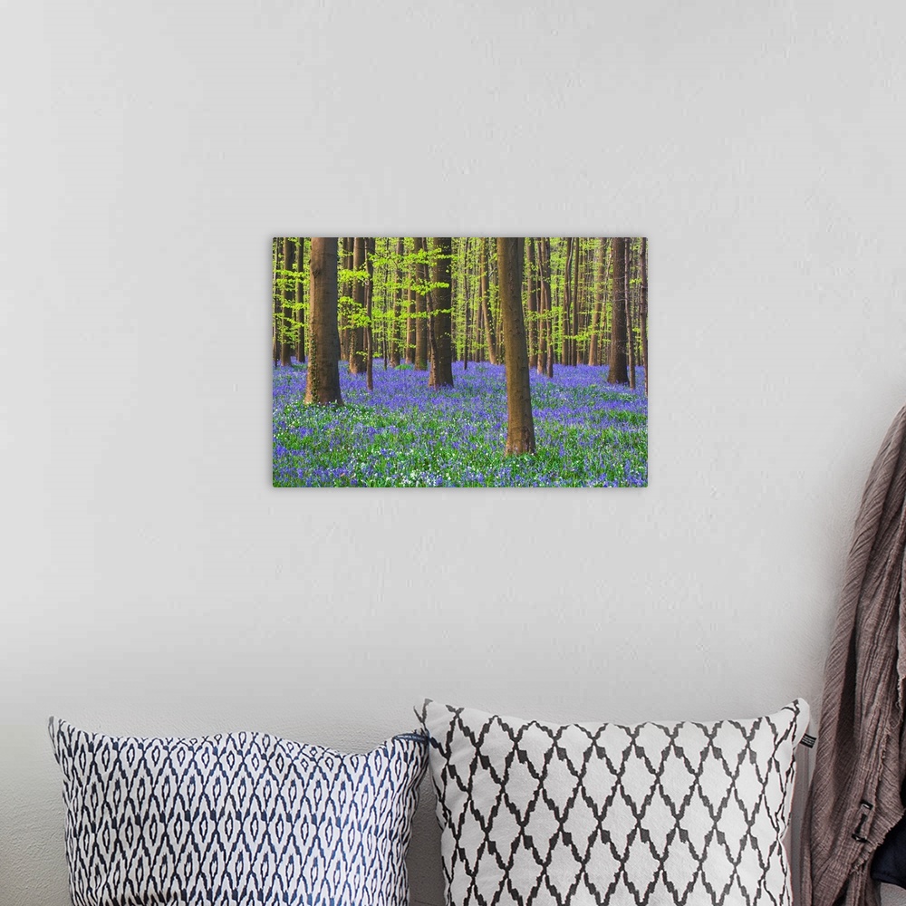 A bohemian room featuring Bluebells Blooming In Beech Forest