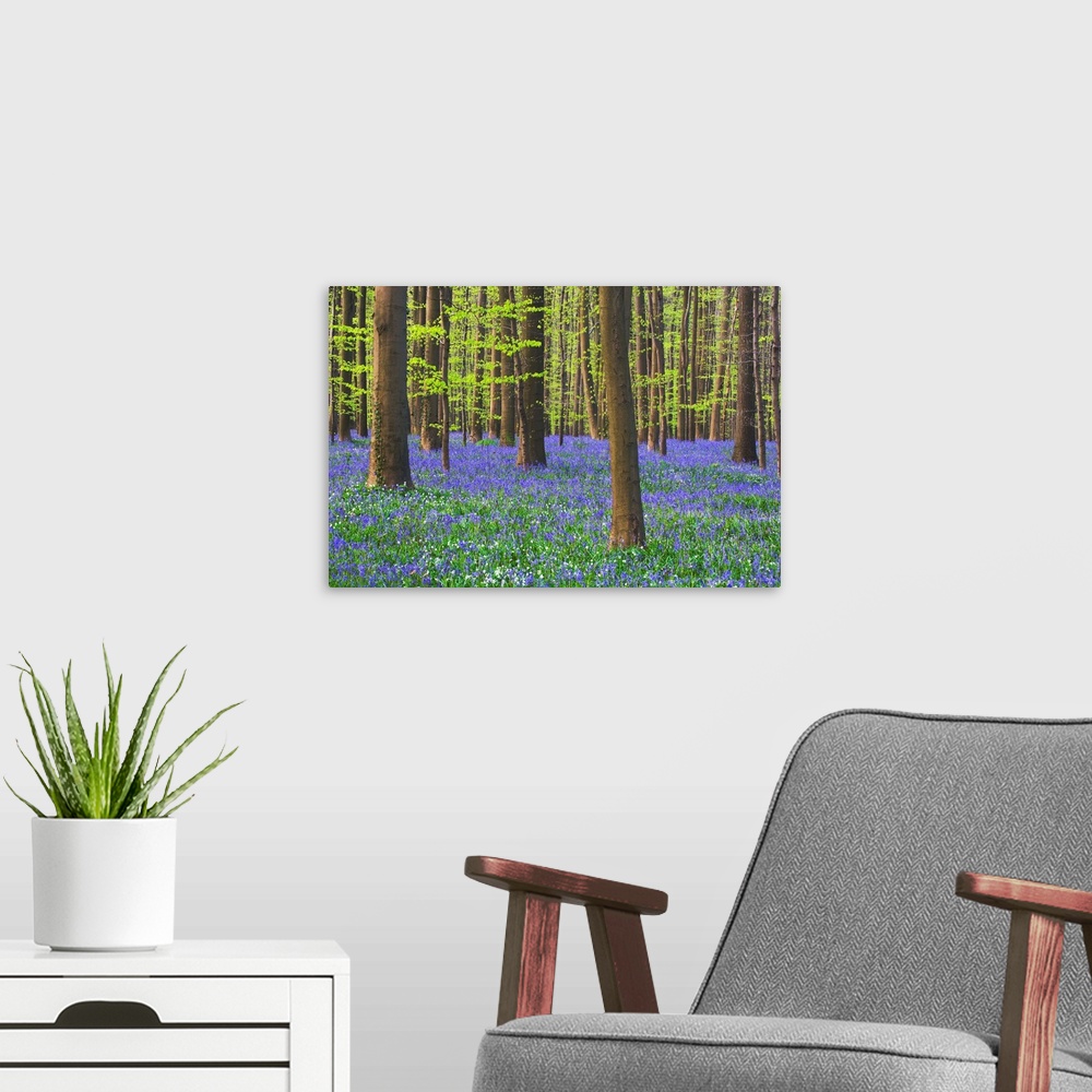 A modern room featuring Bluebells Blooming In Beech Forest
